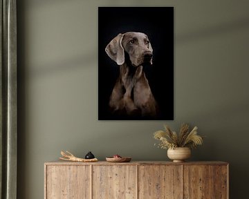 Portrait Weimaraner