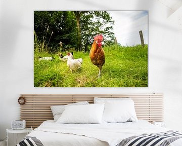 Kippen en Haan in de natuur van Roland de Zeeuw fotografie