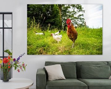 Kippen en Haan in de natuur van Roland de Zeeuw fotografie