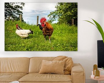 Kippen en Haan in de natuur van Roland de Zeeuw fotografie