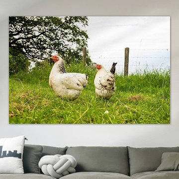 Poulets et coqs dans la nature