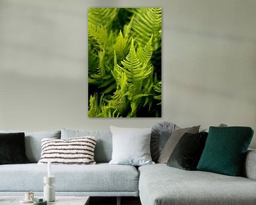 Groene varens, een Bohemian design, fine art macro foto van Karijn | Fine art Natuur en Reis Fotografie