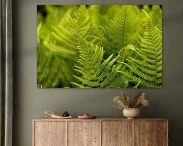 grüne Farne, böhmischer Stil, Fine Art Fotografie von Karijn | Fine art Natuur en Reis Fotografie
