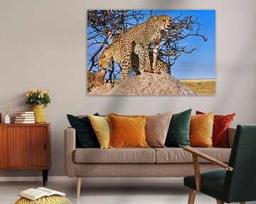 Geparden-Brüder, Namibia wildlife