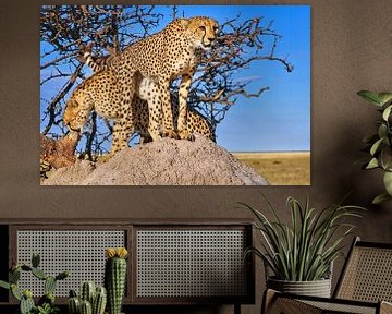 Cheetah broers, Namibië wilde dieren