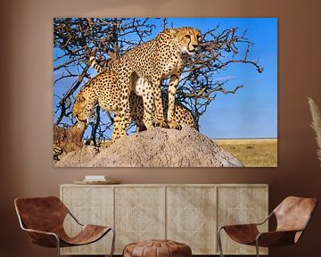 Frères guépards, faune sauvage de Namibie