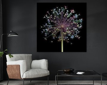 Allium fireworks! by Klaartje Majoor
