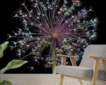 Allium fireworks! by Klaartje Majoor