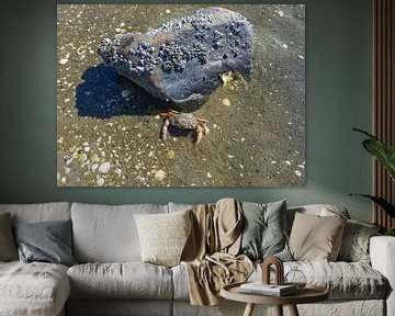 angriffslustige Strandkrabbe vor ihrer Burg,Nordsee von Peter Eckert