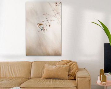 Heideblauwtje vlinder in minimalistische setting van KB Design & Photography (Karen Brouwer)
