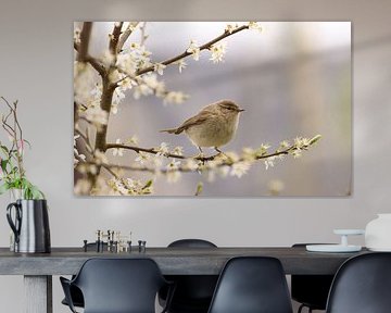 Chiffchaff on the blossom by Manon Van Holten