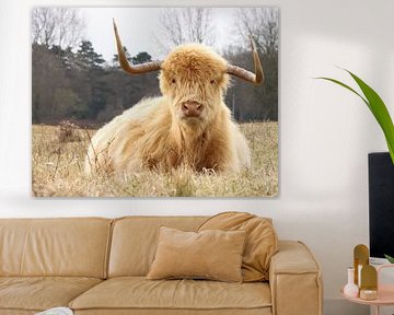 Scottish Highlander