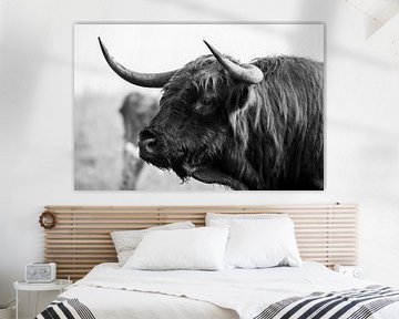 Schotse hooglander stier op Veluwezoom in zwartwit van CMphotos
