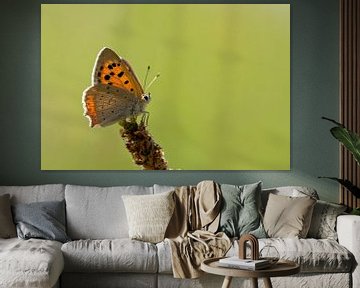 Lesser spotted butterfly by Ronald Mallant
