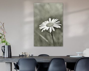 Wilde margriet van Shutterbalance