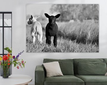 Zwart witte lammetjes van Shutterbalance