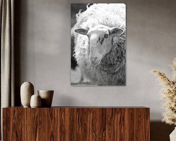 Schaap van Shutterbalance