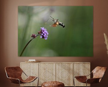 Kolibri-Schmetterling von A. Bles