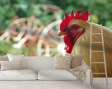 Boerderijleven - kip ik heb je!