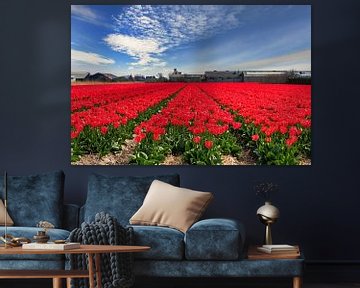 Bulb field with red tulips by Wim Stolwerk