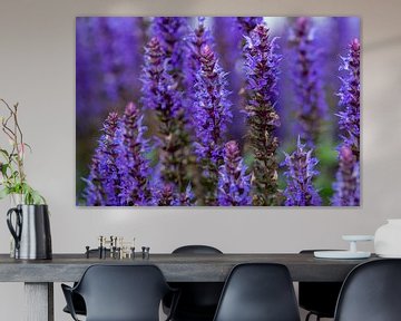 Salvia nemorosa, bleu-violet en fleurs sur Jolanda de Jong-Jansen