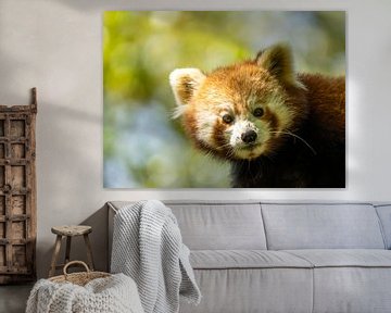 Kleine rode panda van Saskia Kochheim