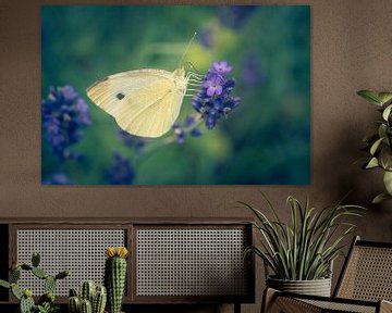 Small cabbage white on lavender by Steffen Peters