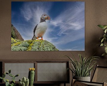 Papegaaiduiker,  Fratercula arctica. Zeevogel