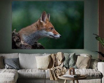 portrait de renard