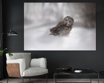 Hibou de Laponie