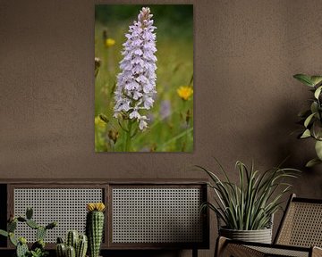 Wild Orchid in field with flowers Renkums Beekdal Netherlands by My Footprints