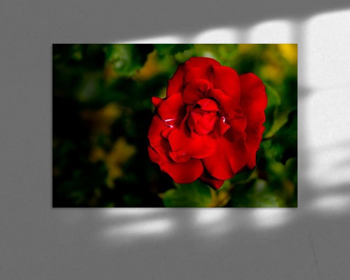 Beispiel: Rote Rose von Fartifos