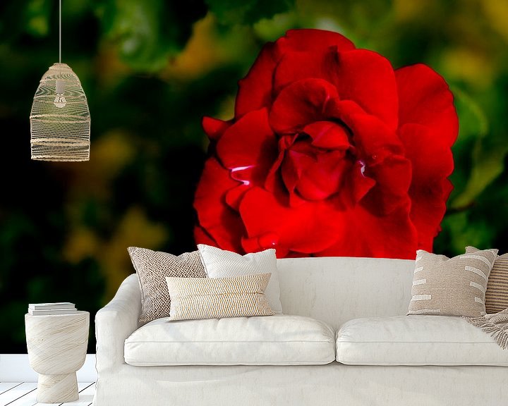 Beispiel fototapete: Rote Rose von Fartifos