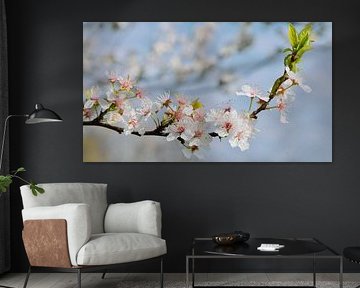 cherry blossoms