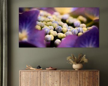 Flower buds of a Hydrangea by Jenco van Zalk