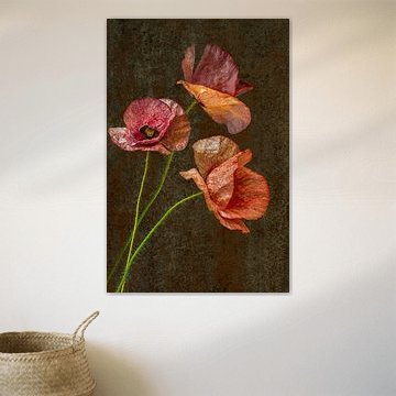 Stilleven. Klaproos. Lente.