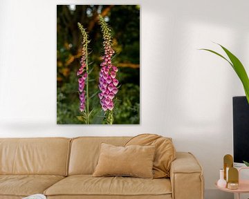 Foxglove in the evening sun 3 by Adelheid Smitt