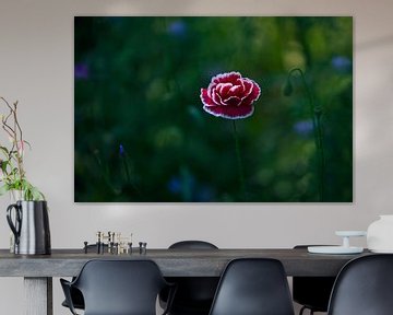 Coquelicot rouge avec bord blanc