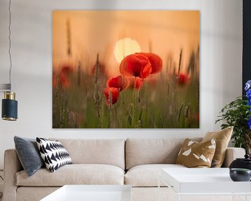 Poppies by Jolanda de Leeuw