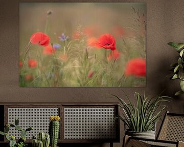 Poppies by Jolanda de Leeuw