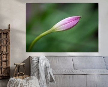 Bud of orchid against blurred background by Bert de Boer