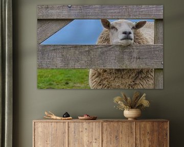 Sheep behind the fence. by Paul Groefsema
