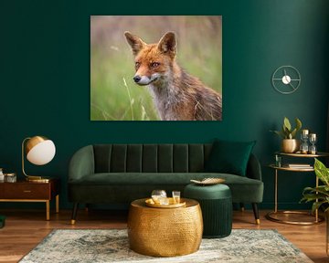 Horizontal portrait fox by Stuart De vries