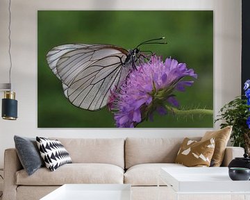 groot geaderd witje (vlinder) van Gerrit van Oostveen