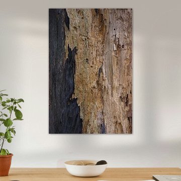 Tronc d'un vieil arbre