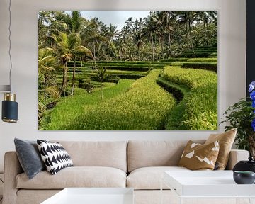 Rijstterrassen bij Ubud, Bali, Indonesië van Peter Schickert