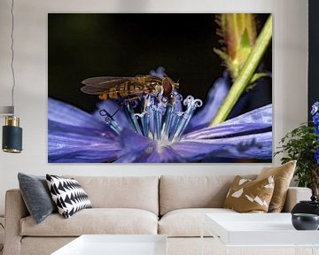 Hoverfly on Chicory by Anne Ponsen