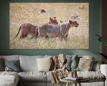 Leeuwinnen, Etosha Nationaal Park in Namibië