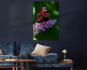 dagpauwoog, vlinder van Nynke Altenburg