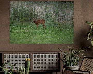Deer by Maaike Krimpenfort
